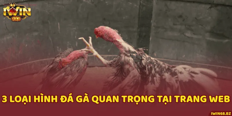 Trải nghiệm 3 loại hình đá gà siêu đỉnh cùng những trận đấu mãn nhãn