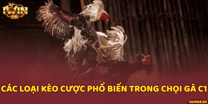 Một số loại kèo đáng để trải nghiệm khi cá cược đá gà C1