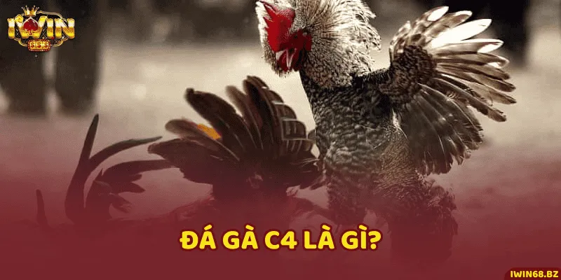 Giới thiệu về trang đá gà trực tiếp xanh chín hàng đầu Việt Nam C4