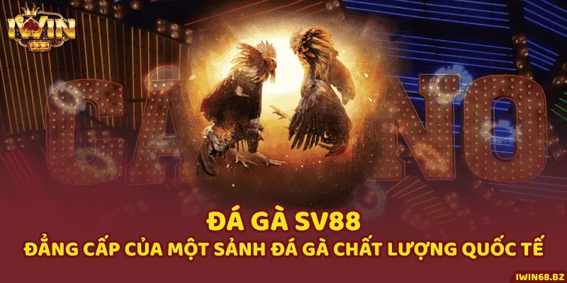 Đá Gà SV88 - Đẳng Cấp Của Một Sảnh Đá Gà Chất Lượng Quốc Tế