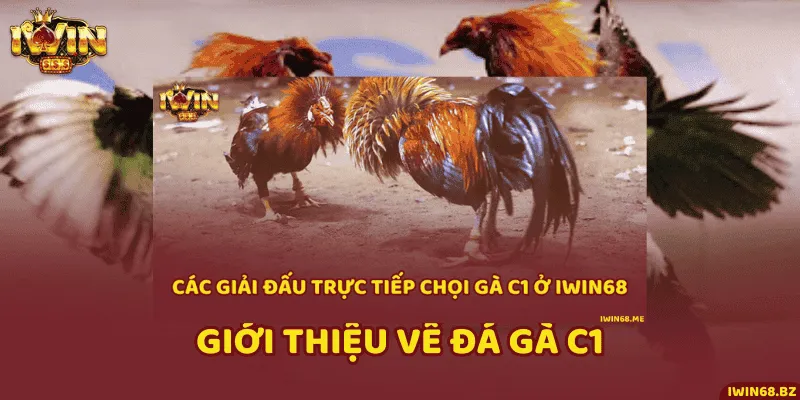 Tổng quan đá gà trực tiếp C1