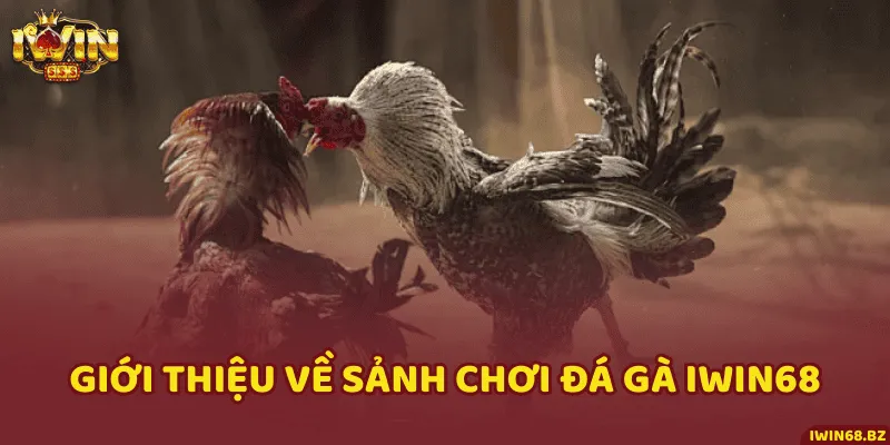 Khám phá chuyên mục giải trí đá gà chất lượng của nhà cái iWin68